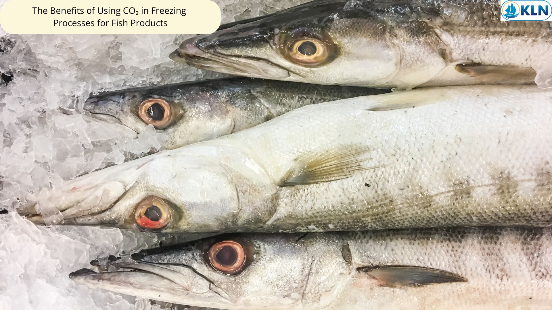 The Benefits of Using CO₂ in Freezing Processes for Fish Products